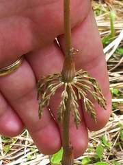 Equisetum sylvaticum image
