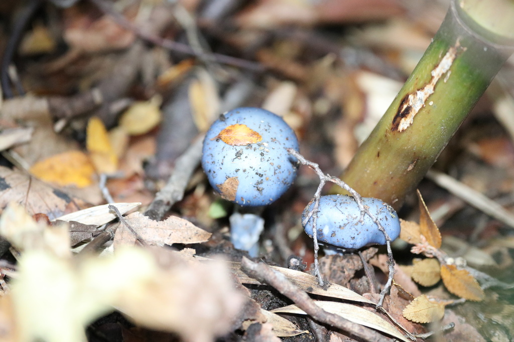 Stephanopus azureus