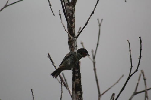 Rufous-throated Tanager (Ixothraupis rufigula), photo 3