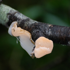 Aleurodiscus vitellinus