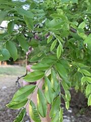 Styphnolobium