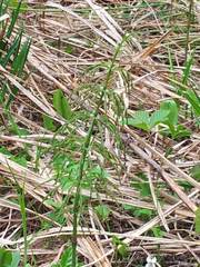 Equisetum sylvaticum image