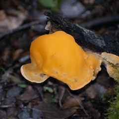 Aleurodiscus vitellinus