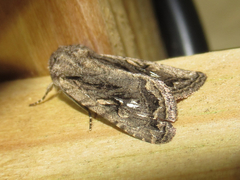 Ulolonche orbiculata