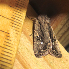 Ulolonche orbiculata