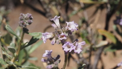 Eriodictyon trichocalyx lanatum