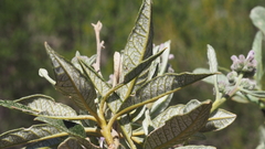 Eriodictyon trichocalyx lanatum