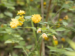 Kerria japonica