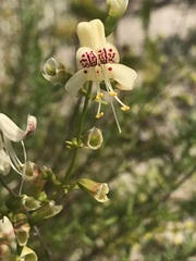 Dicerandra christmanii