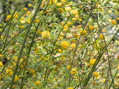 Kerria japonica