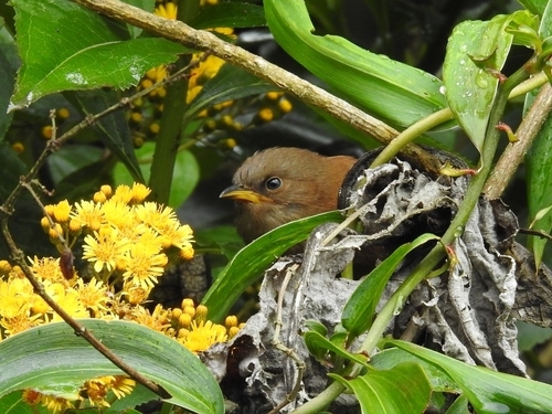Sepia-brown Wren (Cinnycerthia olivascens), photo 9