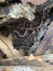 Batrachoseps pacificus