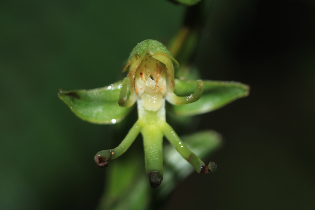 Habenaria lehmanniana