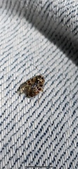 Tropidosteptes