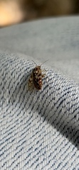 Tropidosteptes
