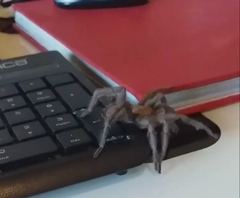 Chaetopelma olivaceum