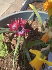Tulipa humilis