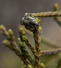 Pelegrina pervaga
