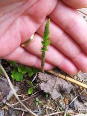 Equisetum sylvaticum image