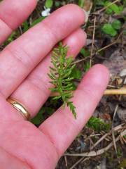 Equisetum sylvaticum image