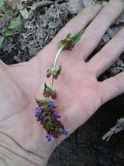 Prunella vulgaris vulgaris