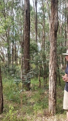 Angophora floribunda