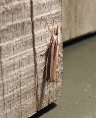 Orocrambus apicellus