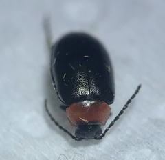 Disonycha xanthomelas