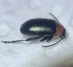 Disonycha xanthomelas