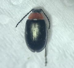 Disonycha xanthomelas