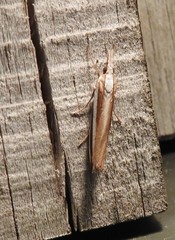 Orocrambus apicellus