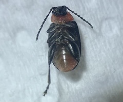 Disonycha xanthomelas