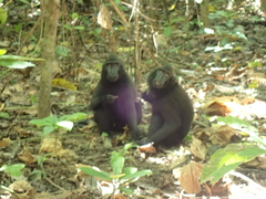 Macaca nigra