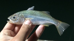 Seriphus politus