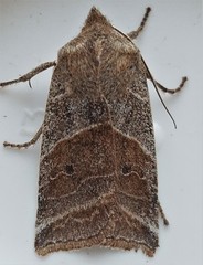 Eupsilia devia