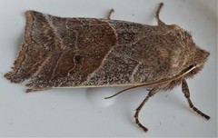 Eupsilia devia