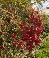 Nandina domestica