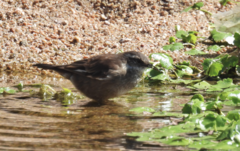 Cinclodes olrogi