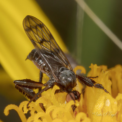 Empis clausa