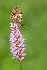Melitaea athalia