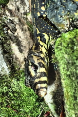 Varanus salvator celebensis