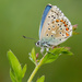 Polyommatus bellargus - Photo (c) Paul Cools,  זכויות יוצרים חלקיות (CC BY-NC), uploaded by Paul Cools