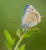 Adonis Blue - Photo (c) Paul Cools, some rights reserved (CC BY-NC), uploaded by Paul Cools