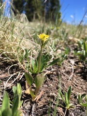 Ranunculus inamoenus