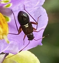 Teleorhinus