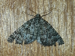 Xanthorhoe xanthospila