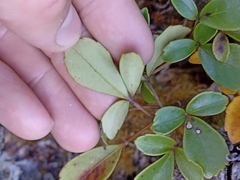 Pseudopanax colensoi