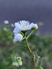 Erigeron annuus