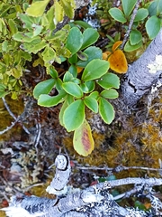 Pseudopanax colensoi