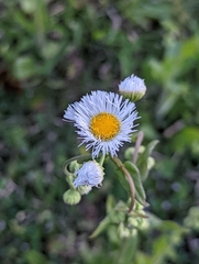 Erigeron annuus